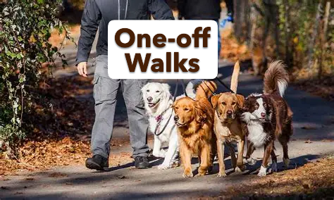 One-off walk - 1 hour walk per dog